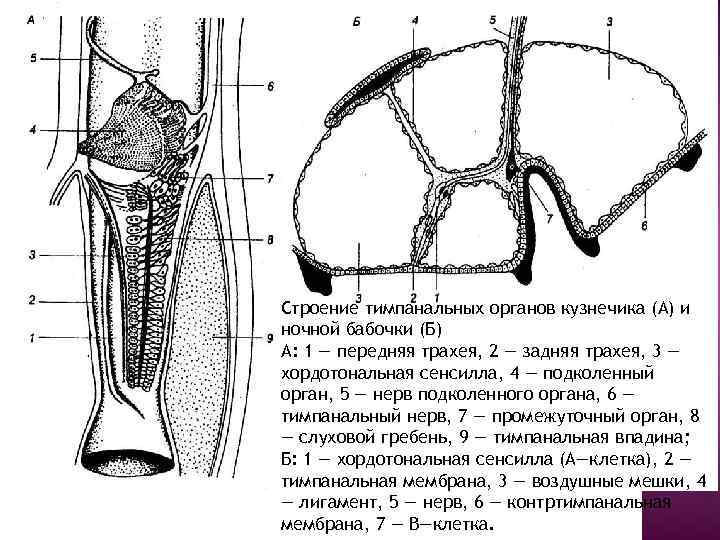 Строение тимпанальных органов кузнечика (А) и ночной бабочки (Б) А: 1 — передняя трахея,
