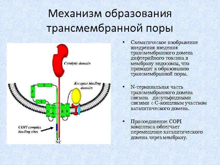 Механизм образования трансмембранной поры • Схематическое изображение внедрения введения трансмембранного домена дифтерийного токсина в