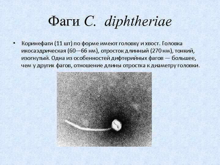 Фаги C. diphtheriae • Коринефаги (11 шт) по форме имеют головку и хвост. Головка