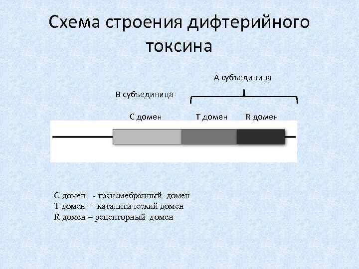 Схема строения дифтерийного токсина А субъединица В субъединица С домен - трансмебранный домен T