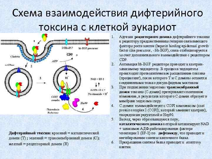 Схема взаимодействия дифтерийного токсина с клеткой эукариот 1. CD 9 2. 3. 4. 5.