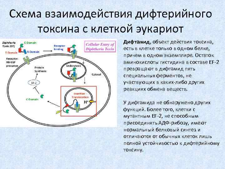 Схема взаимодействия дифтерийного токсина с клеткой эукариот Дифтамид, объект действия токсина, есть в клетке