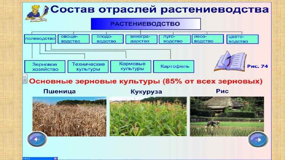 Характеристика отрасли растениеводства по плану