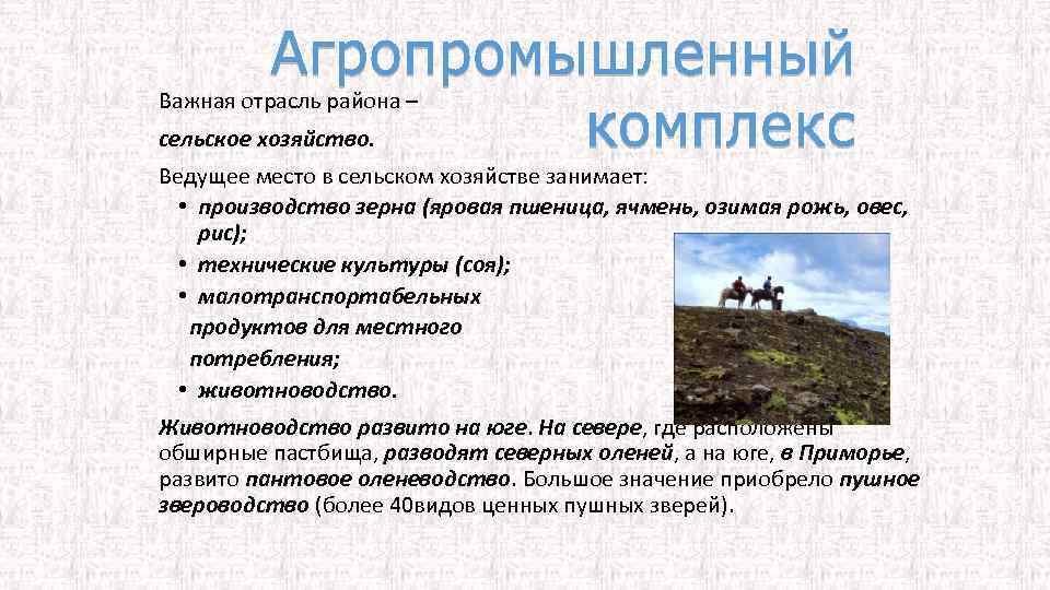 Важная отрасль района – сельское хозяйство. Ведущее место в сельском хозяйстве занимает: • производство