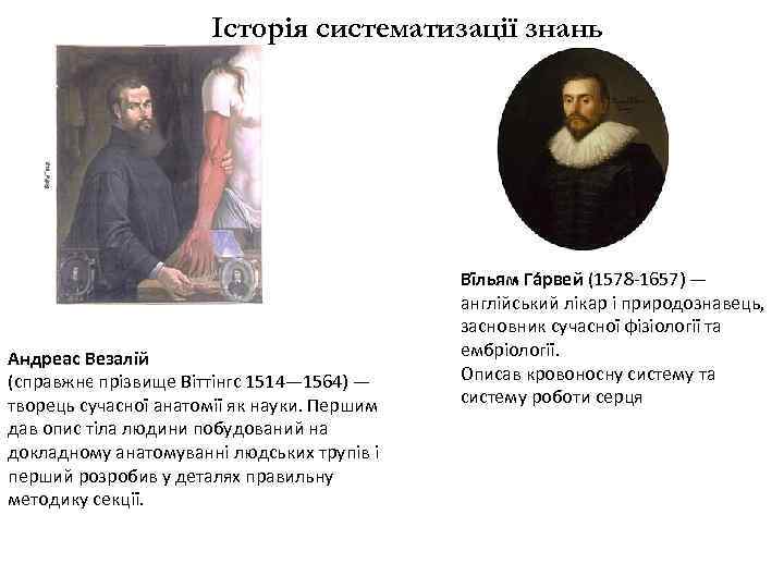Історія систематизації знань Андреас Везалій (справжнє прізвище Віттінгс 1514— 1564) — творець сучасної анатомії