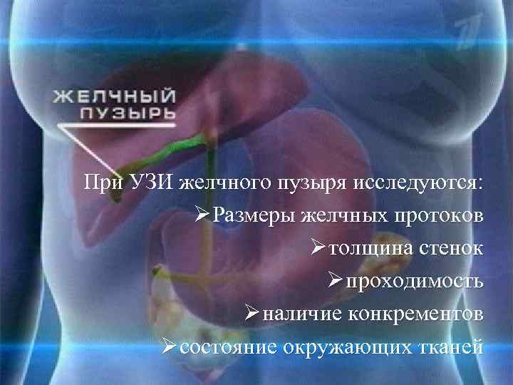 Где находится желчный фото