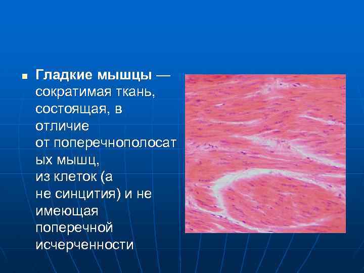 n Гладкие мышцы — сократимая ткань, состоящая, в отличие от поперечнополосат ых мышц, из