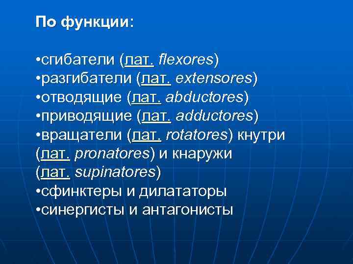 По функции: • сгибатели (лат. flexores) • разгибатели (лат. extensores) • отводящие (лат. abductores)