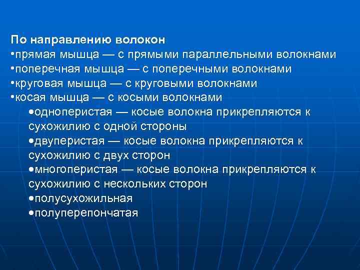 По направлению волокон • прямая мышца — с прямыми параллельными волокнами • поперечная мышца