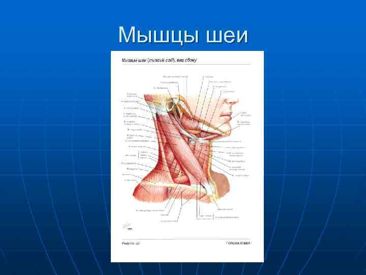 Мышцы шеи 