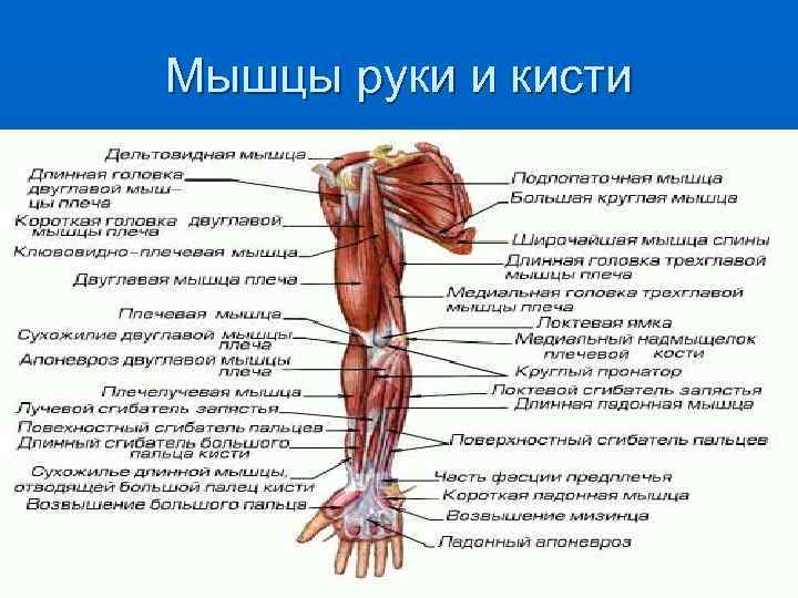 Мышцы руки и кисти 