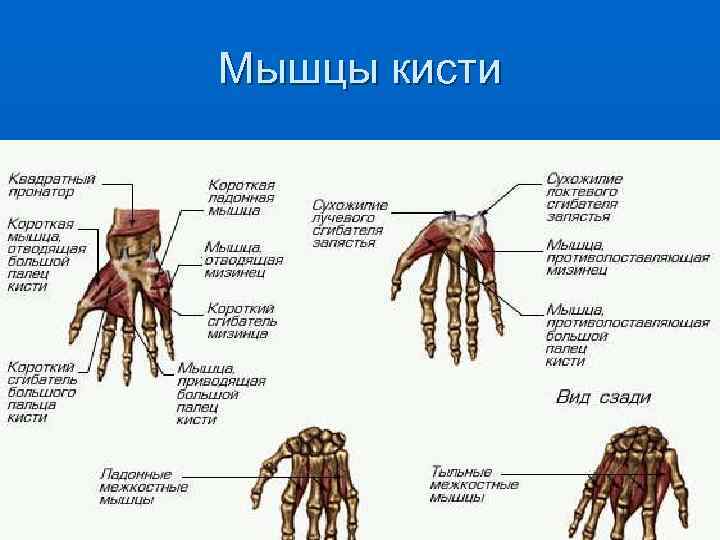 Мышцы кисти 