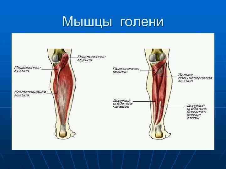 Мышцы голени 