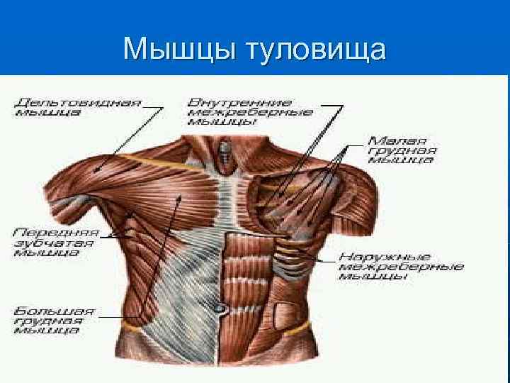 Мышцы туловища 