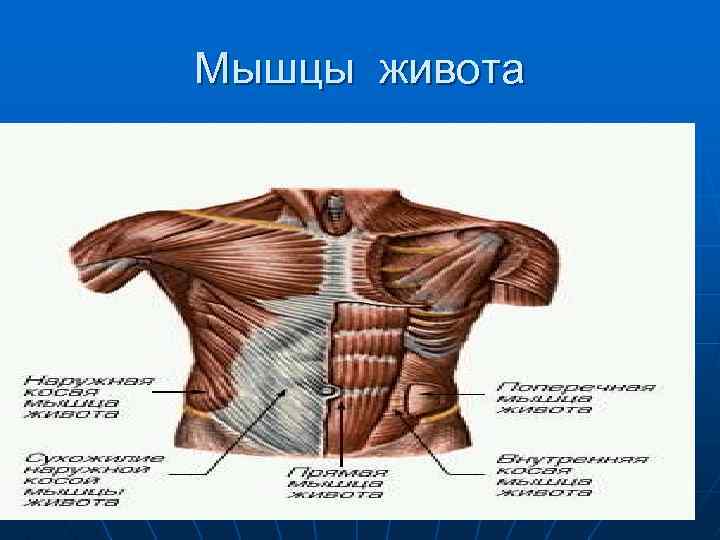 Мышцы живота 