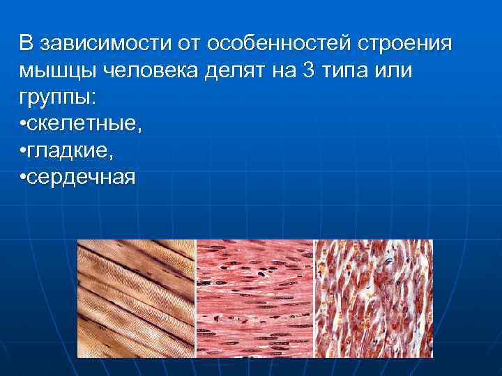 В зависимости от особенностей строения мышцы человека делят на 3 типа или группы: •