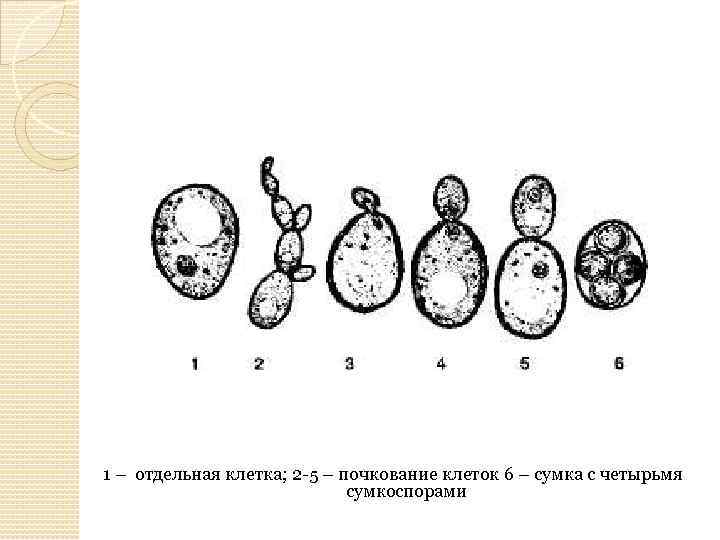 1 – отдельная клетка; 2 -5 – почкование клеток 6 – сумка с четырьмя