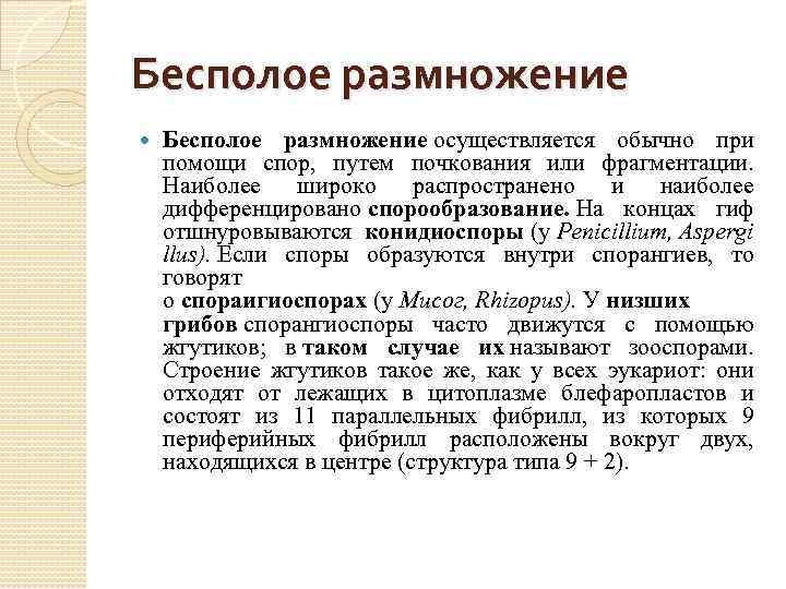 Бесполое размножение осуществляется обычно при помощи спор, путем почкования или фрагментации. Наиболее широко распространено