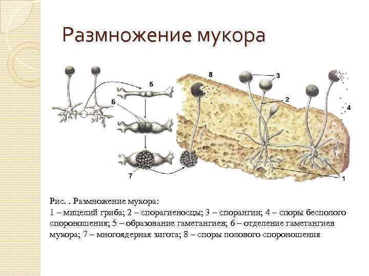 Мукор класс грибов