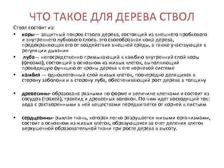 ЧТО ТАКОЕ ДЛЯ ДЕРЕВА СТВОЛ Ствол состоит из: • коры— защитный покров ствола дерева,