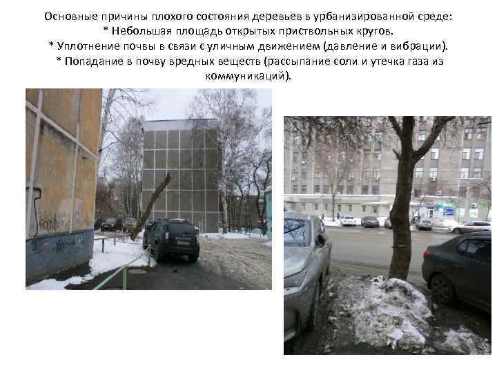 Основные причины плохого состояния деревьев в урбанизированной среде: * Небольшая площадь открытых приствольных кругов.