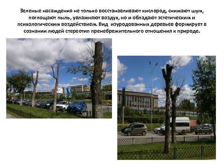 Зеленые насаждения не только восстанавливают кислород, снижают шум, поглощают пыль, увлажняют воздух, но и