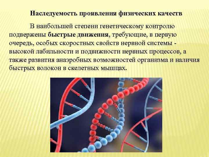 Наследуемость проявления физических качеств В наибольшей степени генетическому контролю подвержены быстрые движения, требующие, в