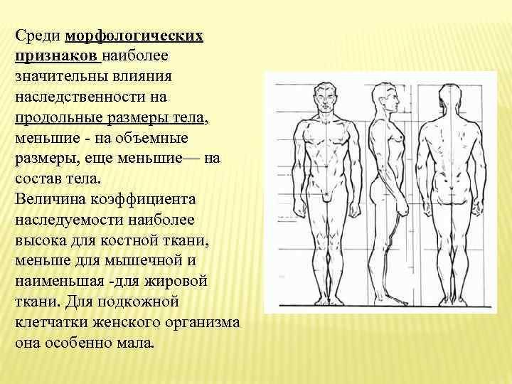 Среди морфологических признаков наиболее значительны влияния наследственности на продольные размеры тела, меньшие - на