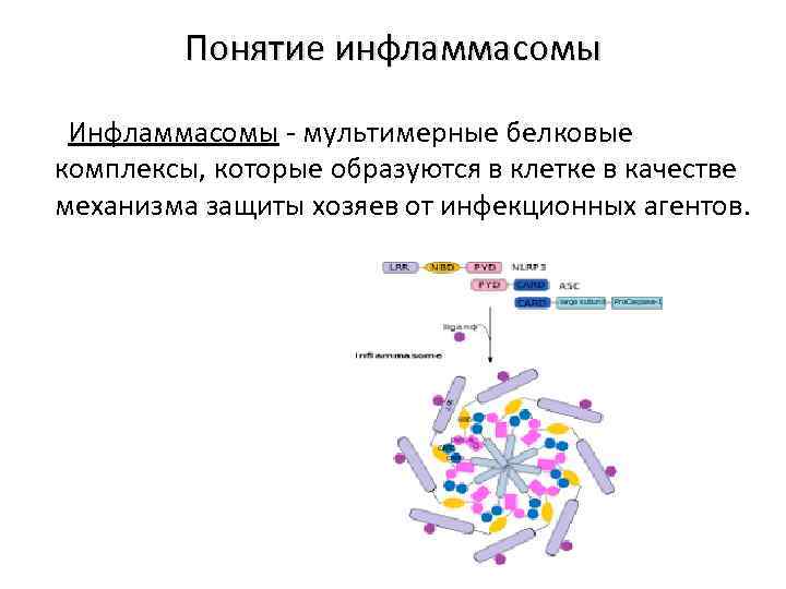 Понятие инфламмасомы Инфламмасомы - мультимерные белковые комплексы, которые образуются в клетке в качестве механизма