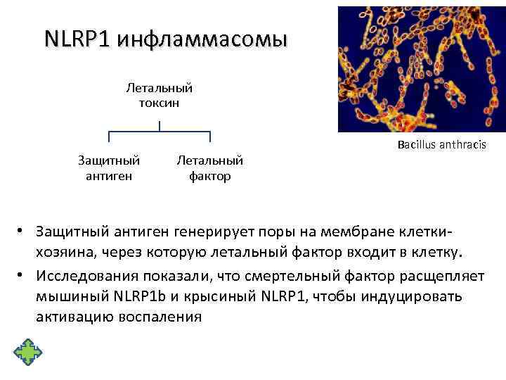 NLRP 1 инфламмасомы Летальный токсин Защитный антиген Летальный фактор Bacillus anthracis • Защитный антиген