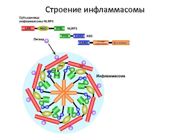 Строение инфламмасомы 