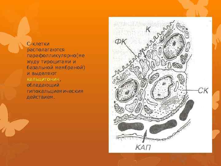 С-клетки располагаются парафолликулярно(ме жуду тироцитами и базальной мембраной) и выделяют кальцитонин, кальцитонин обладающий гипокальциемическим