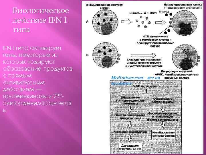 Биологическое действие IFN I типа активирует гены, некоторые из которых кодируют образование продуктов с