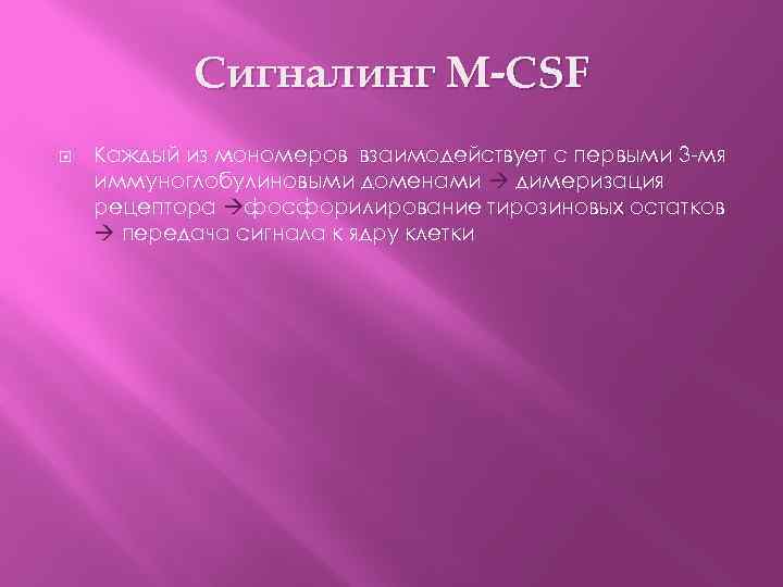 Сигналинг M-CSF Каждый из мономеров взаимодействует с первыми 3 -мя иммуноглобулиновыми доменами димеризация рецептора