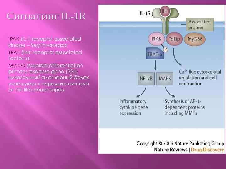 Сигналинг IL-1 R IRAK (IL-1 receptor associated kinase) – Ser/Thr-киназа; TRAF (TNF receptor associated