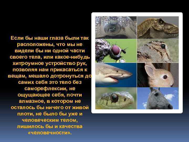 Если бы наши глаза были так расположены, что мы не видели бы ни одной