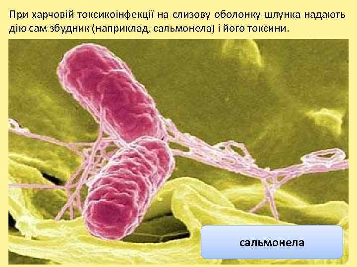 При харчовій токсикоінфекції на слизову оболонку шлунка надають дію сам збудник (наприклад, сальмонела) і