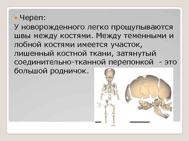 Шов между теменными костями. Костная система ребенка. Между лобной и теменными костями. Кости новорожденного ребенка. Состояние костной системы у детей.
