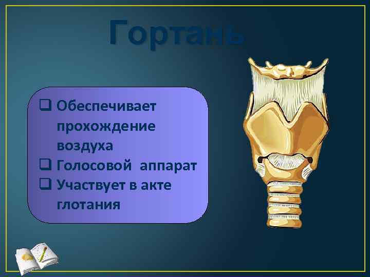 Гортань q Обеспечивает прохождение воздуха q Голосовой аппарат q Участвует в акте глотания 