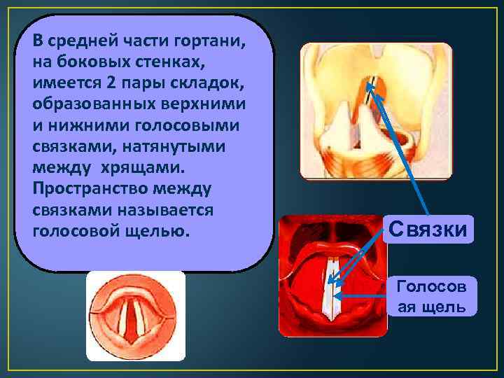 В средней части гортани, на боковых стенках, имеется 2 пары складок, образованных верхними и