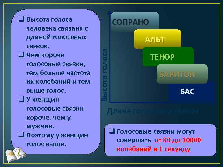 СОПРАНО АЛЬТ Высота голоса q Высота голоса человека связана с длиной голосовых связок. q