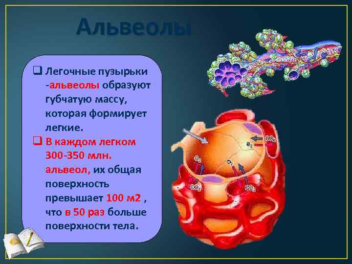 Альвеолы q Легочные пузырьки -альвеолы образуют губчатую массу, которая формирует легкие. q В каждом