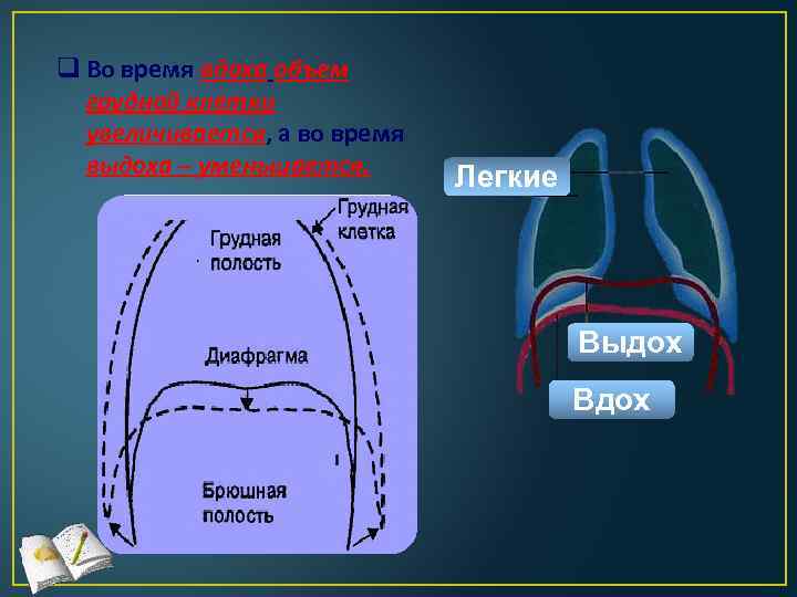 q Во время вдоха объем грудной клетки увеличивается, а во время выдоха – уменьшается.