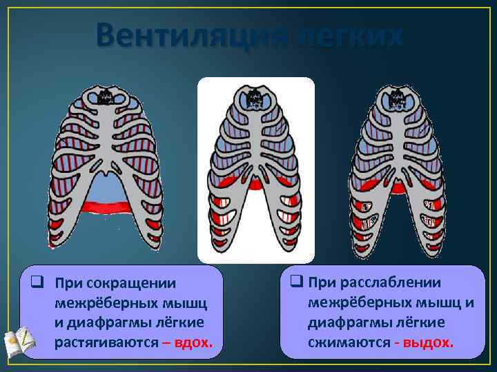 Вентиляция легких q При сокращении межрёберных мышц и диафрагмы лёгкие растягиваются – вдох. q