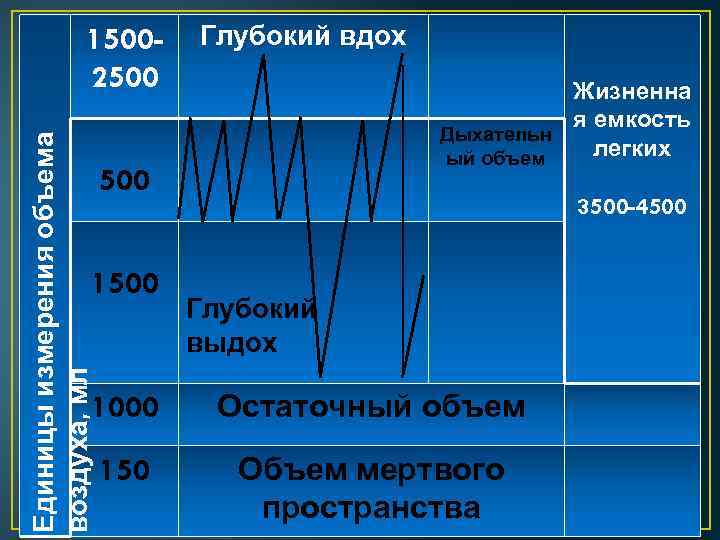 Единицы измерения объема воздуха, мл 15002500 Глубокий вдох Жизненна я емкость Дыхательн легких ый