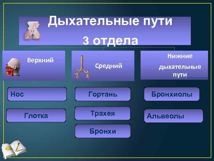 Дыхательные пути 3 отдела Верхний Нос Средний Гортань Глотка Трахея Бронхи Нижние дыхательные пути