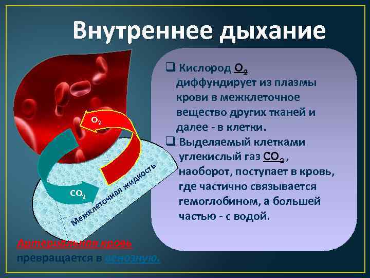 Внутреннее дыхание O 2 ть ос к CO 2 я на ч о ет