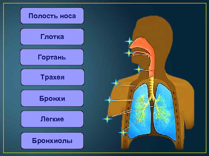 Полость носа Глотка Гортань Трахея Бронхи Легкие Бронхиолы 