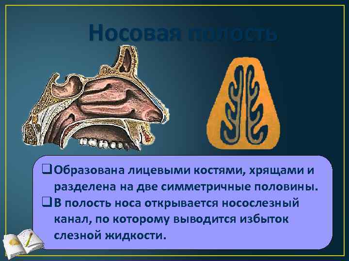 Носовая полость q Образована лицевыми костями, хрящами и разделена на две симметричные половины. q