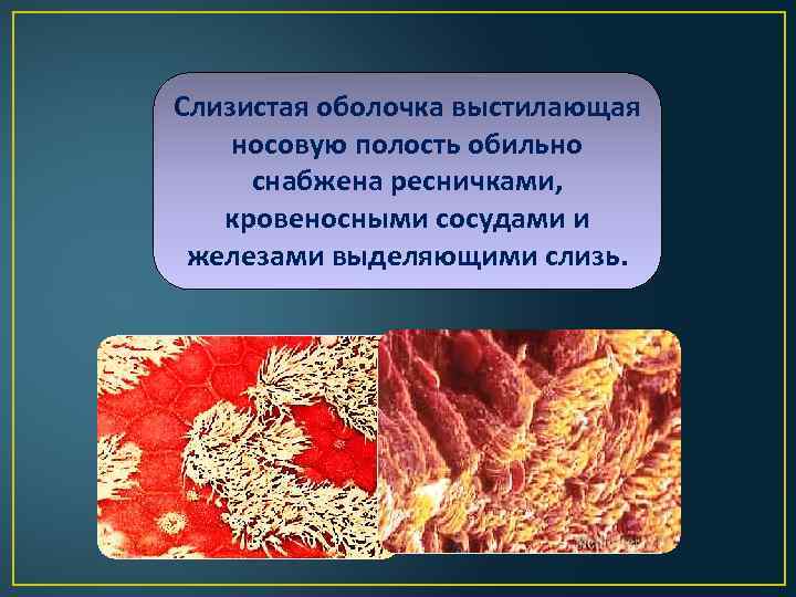 Слизистая оболочка выстилающая носовую полость обильно снабжена ресничками, кровеносными сосудами и железами выделяющими слизь.